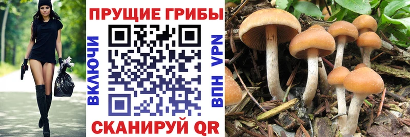где найти   Жердевка  Галлюциногенные грибы Magic Shrooms 